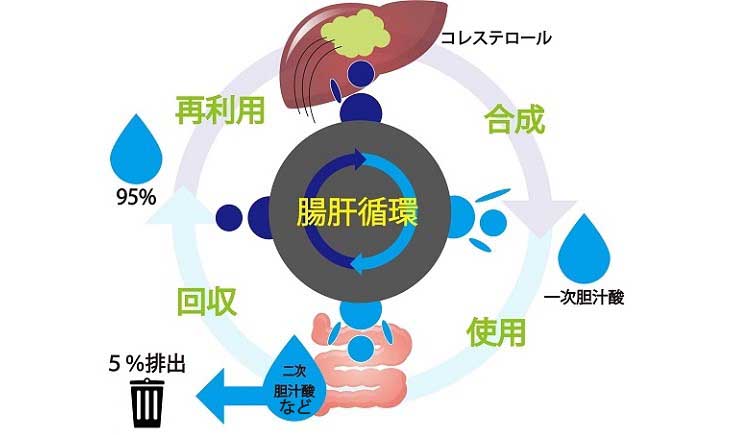 腸管循環のイメージ図　３．グネチンCの吸収と代謝